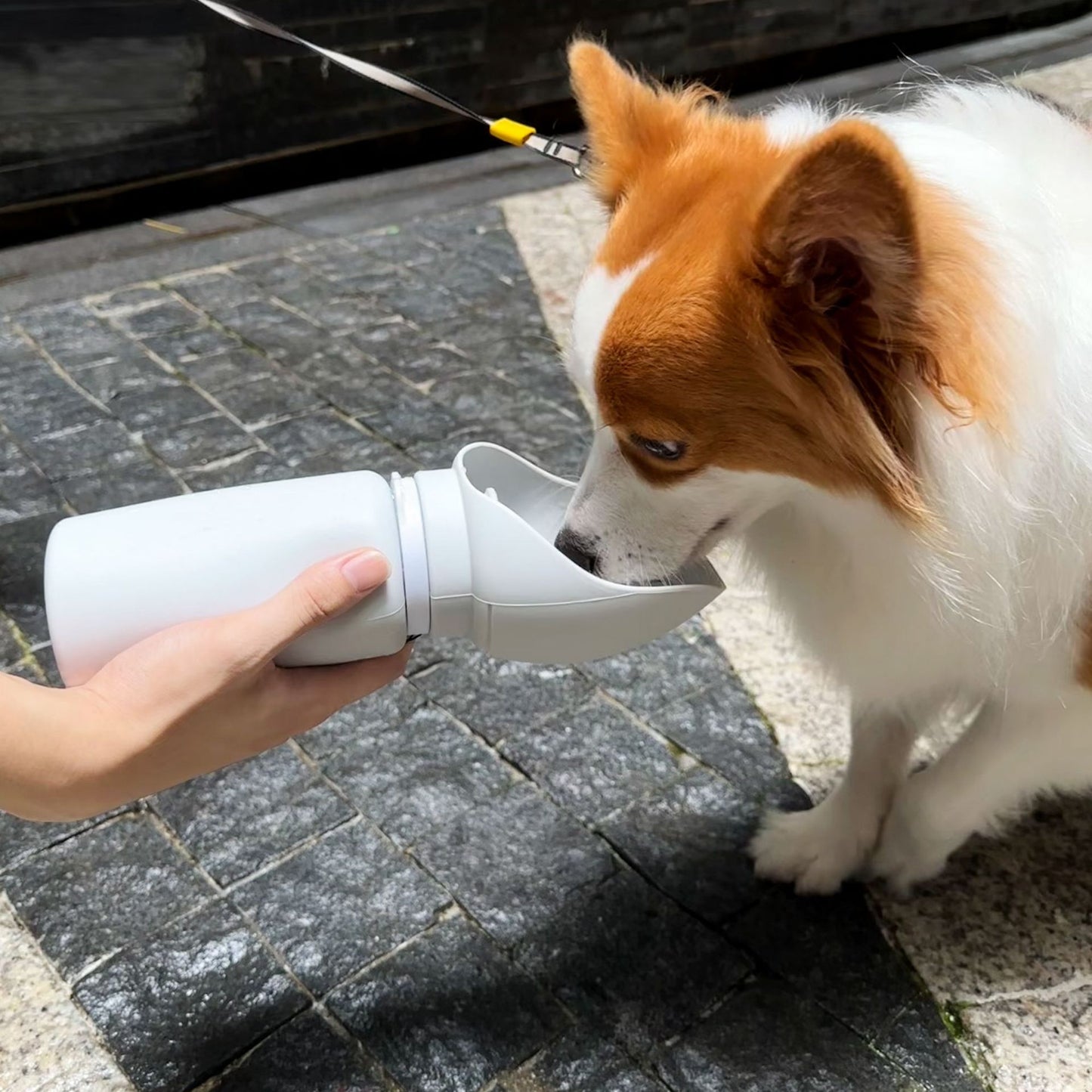 Pet supplies dog portable water cup outdoor portable travel foldable kettle dog walking water dispenser